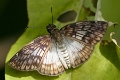 HESPERIIDAE, Mylon maimon